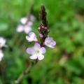 Verbena plants