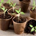 Vegetable plants in pots and plugs