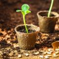 Vegetable plug plants