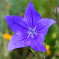 Platycodon - Balloon Flower