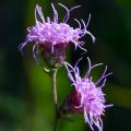 Liatris - Kansas Blazing Star