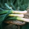 Organic Leek