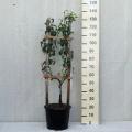 Espalier pear trees