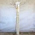 Standard Pear trees