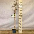 Half-standard pear trees