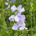 Sweet Pea seeds