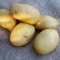 Blight-resistant Potatoes