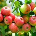 Apple trees