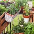 Vegetables for patios and balconies