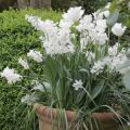 Potted patio plants