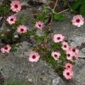 Potentilla for borders