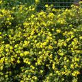 Hedge Potentilla