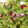 Potentilla for pot-growing