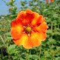 Perennial Potentilla