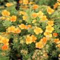 Bushy Potentilla