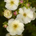 Double-flowering Potentilla