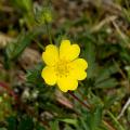 Yellow flowering Potentilla