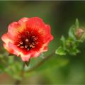 Potentilla by flower colour