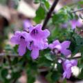 Prostanthera