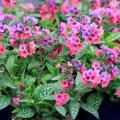 Pulmonaria - Lungwort