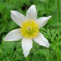 Pulsatilla- Pasque Flower