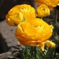 Ranunculus bulbs