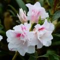 Rhododendron and Azalea