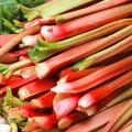 Rhubarb