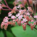 Rodgersia