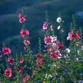 Alcea rosea - Hollyhocks