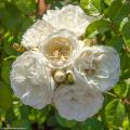 Meilland Roses