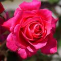 Orard Roses