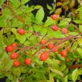 Ornamental fruiting Roses