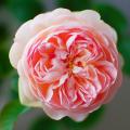 David Austin Roses