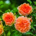 English Moschata Roses