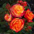 Two-tone Roses