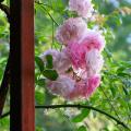 Climbing Roses