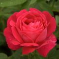 Hybrid repeat-flowering Roses