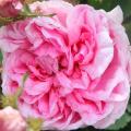 Moss Roses