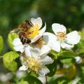 Roses for bees