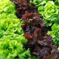 Organic Lettuces and Lamb's Lettuce