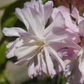 Saponaria - Soapwort