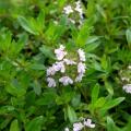 Summer savory