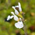 White flowering bushy Sage