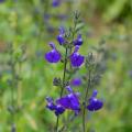 Blue flowering shrubby Sage