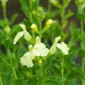 Yellow flowering bushy Sage