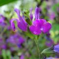 Purple flowering shrubby Sage