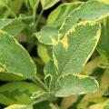 Salvia Officinalis - Common Sage