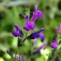 Hardy bushy Sage