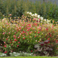 Baby sages - Salvia microphylla